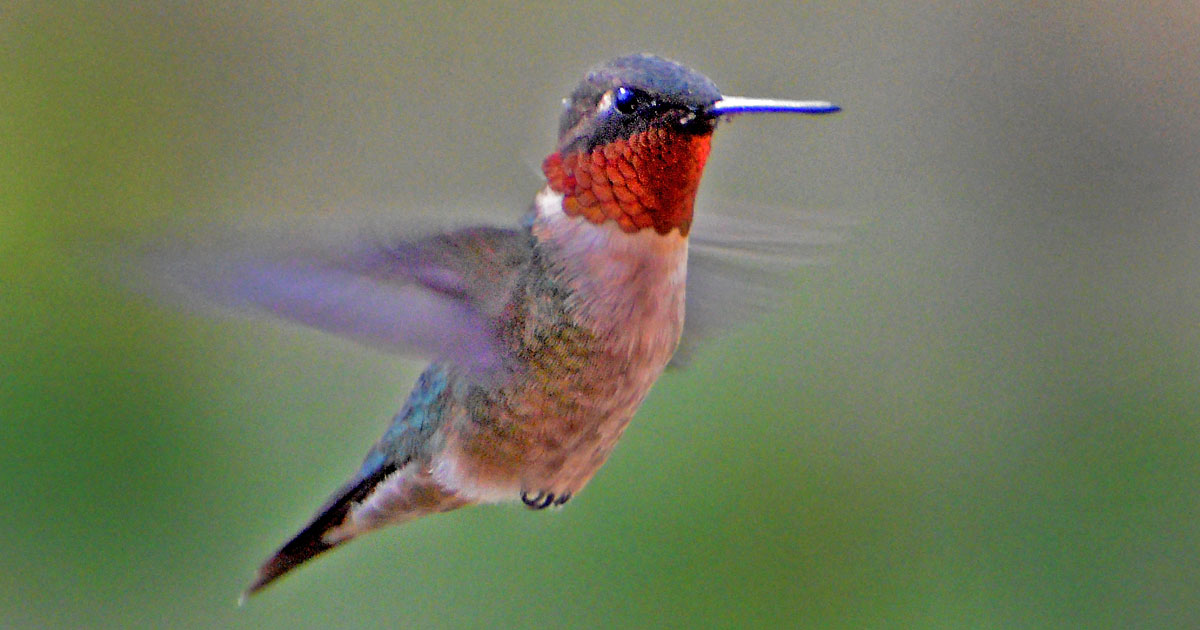 ruby-throated-hummingbird5