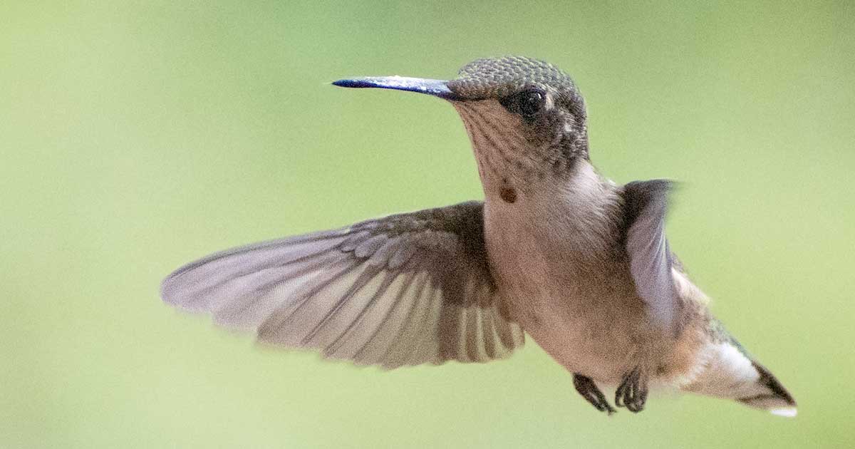 ruby-throated-hummingbird53