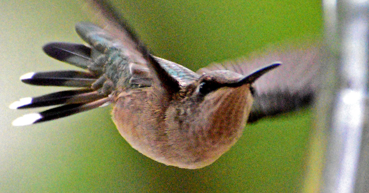 ruby-throated-hummingbird6