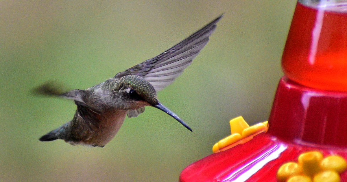 ruby-throated-hummingbird7