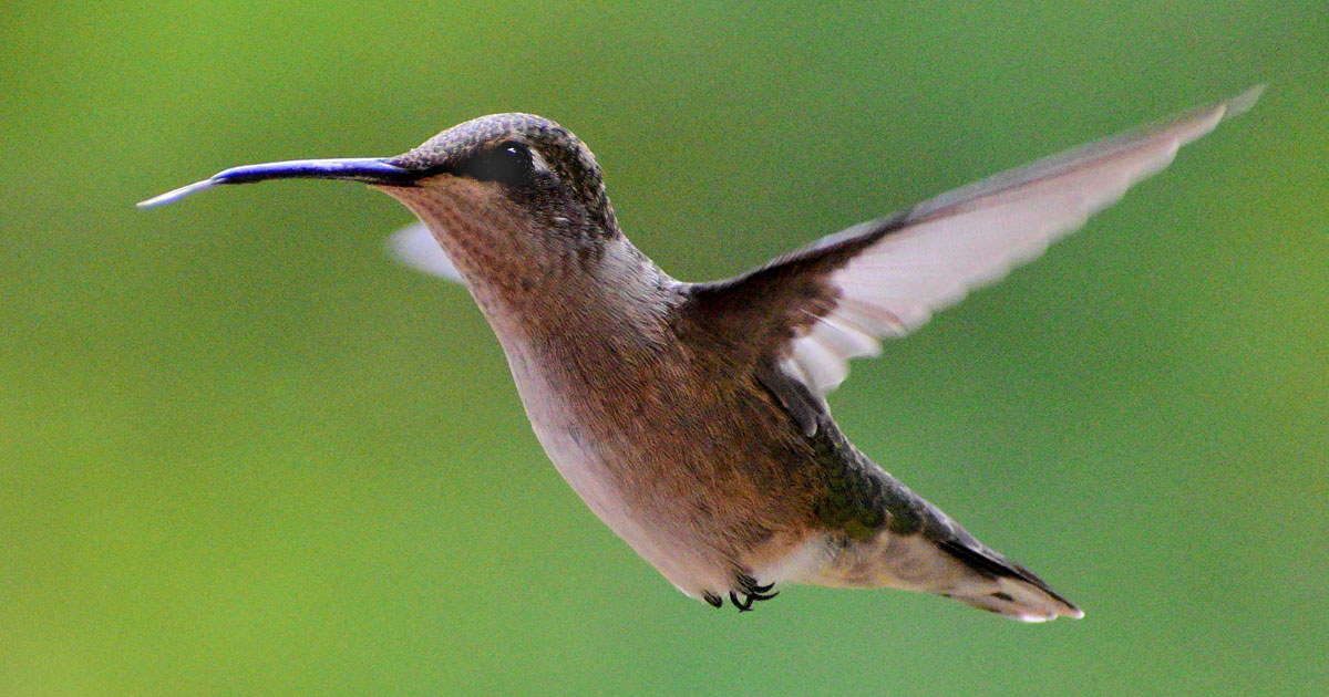 ruby-throated-hummingbird8