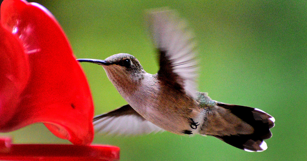 ruby-throated-hummingbird9