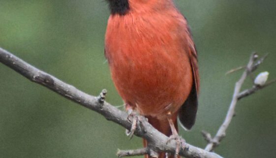 cardinal14