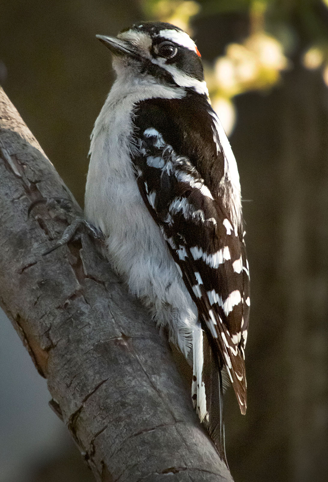 woodpecker28