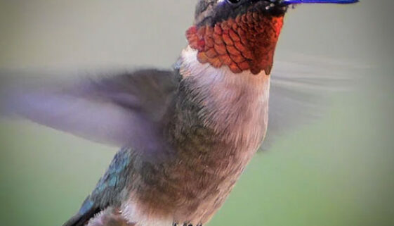 Ruby-throated Hummingbird