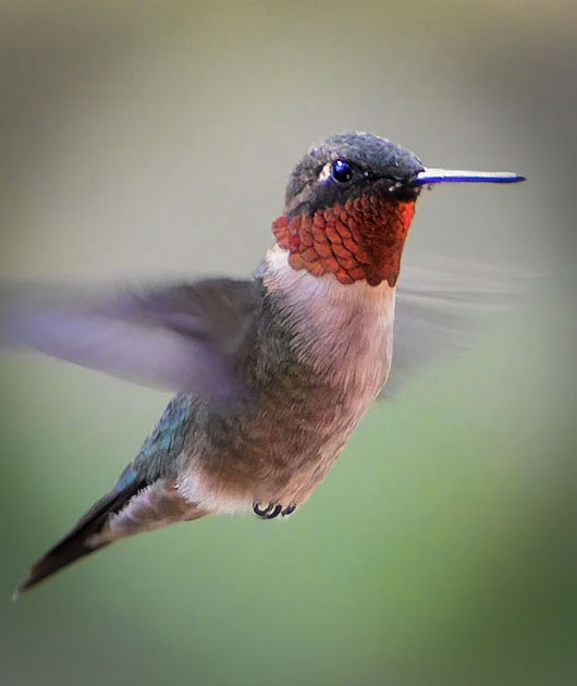 Ruby-throated Hummingbird