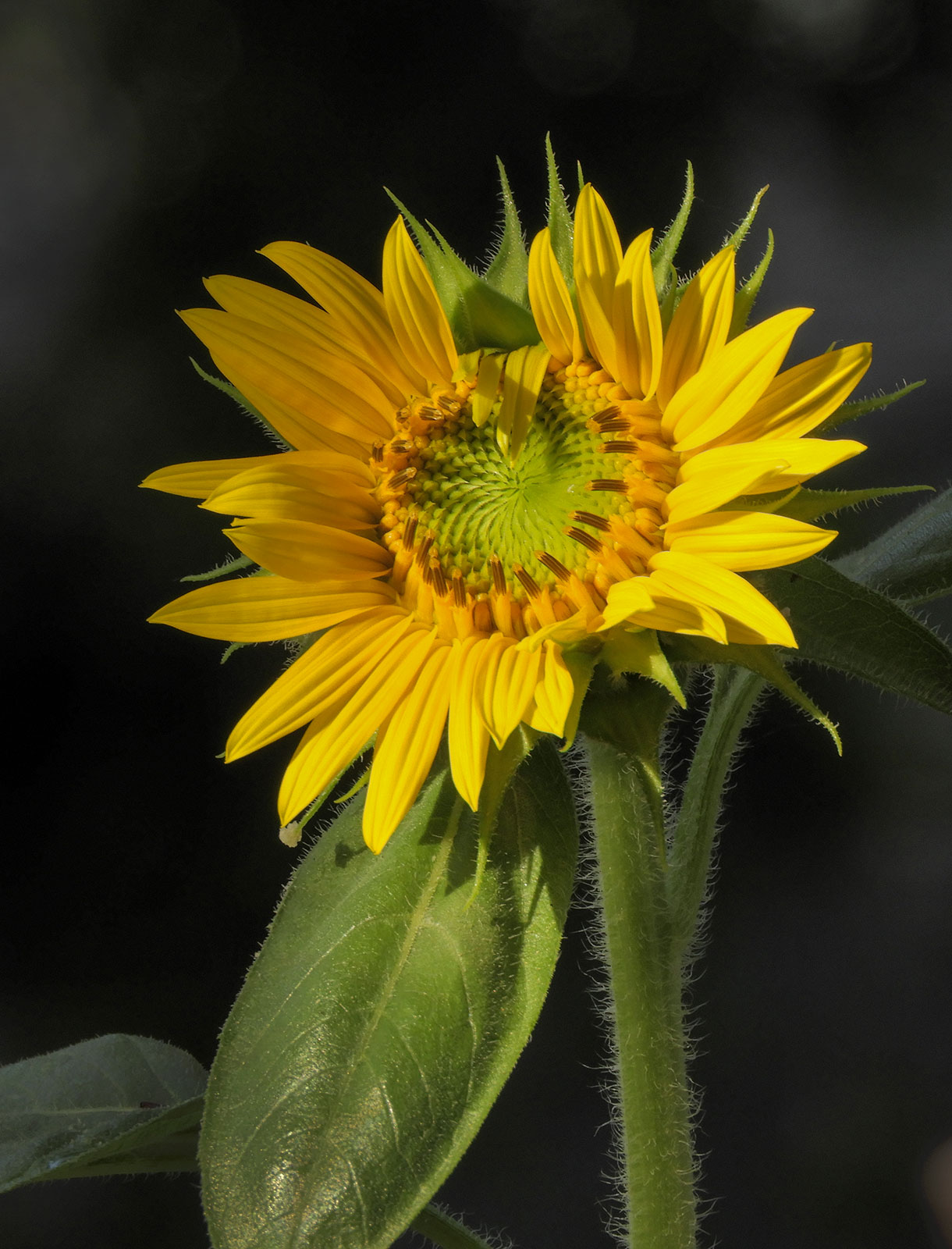 sunflower2