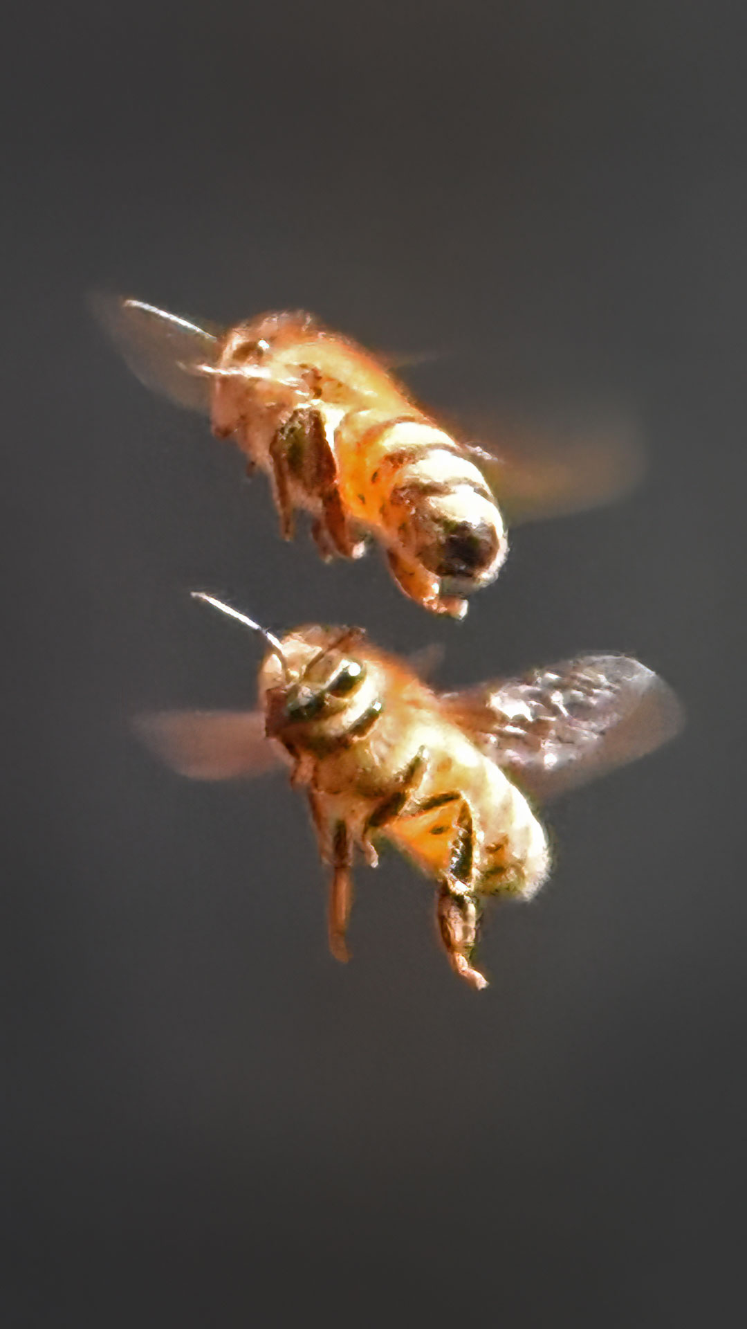 Honeybees3