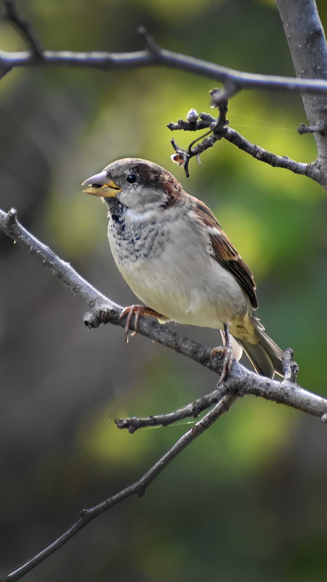 House Sparrow17