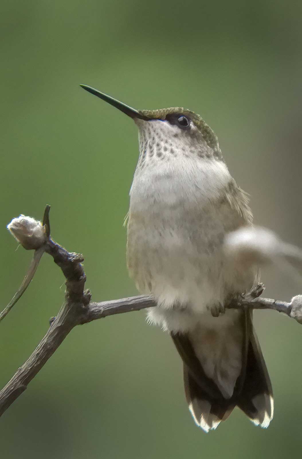 hummingbird10