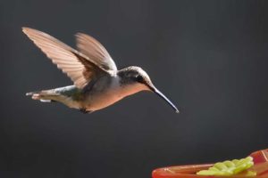 hummingbird13