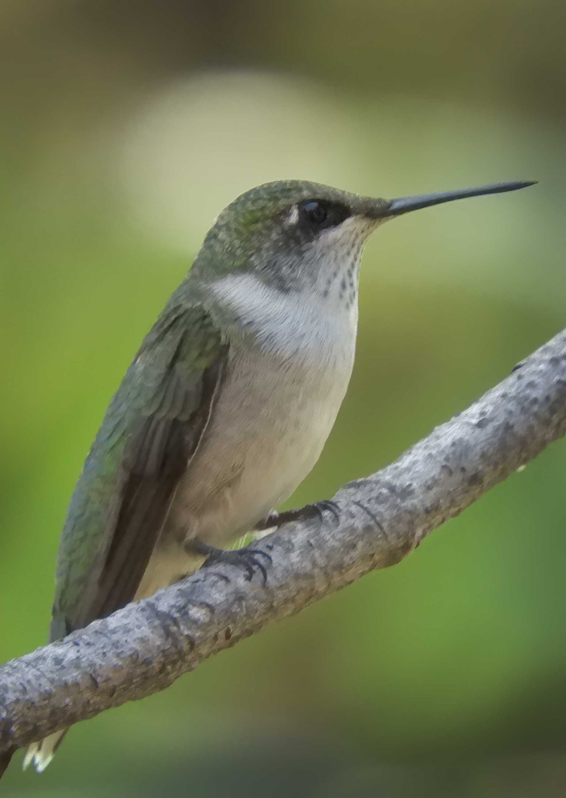 hummingbird7