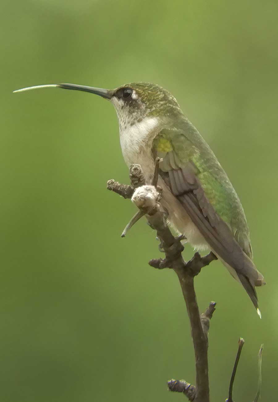 hummingbird9