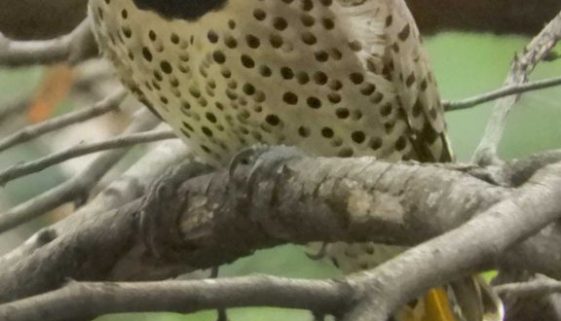 northern-flicker5