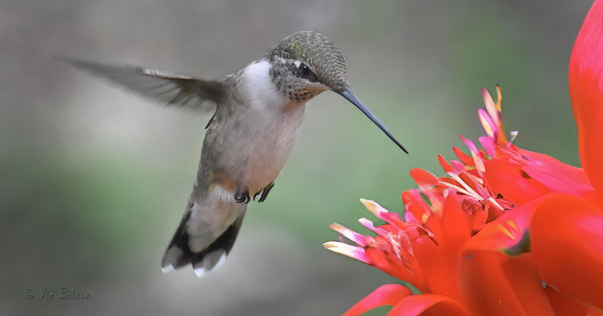 ruby-throated-hummingbird55
