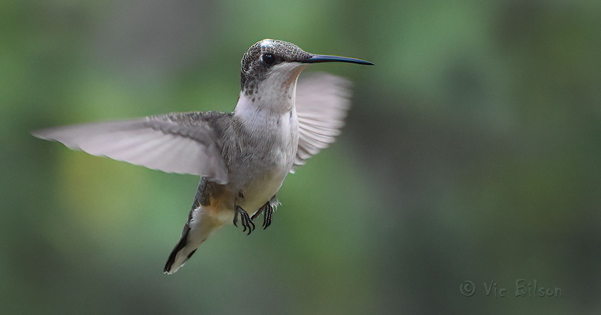 ruby-throated-hummingbird57