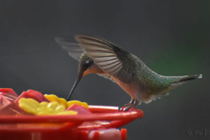 ruby-throated-hummingbird61