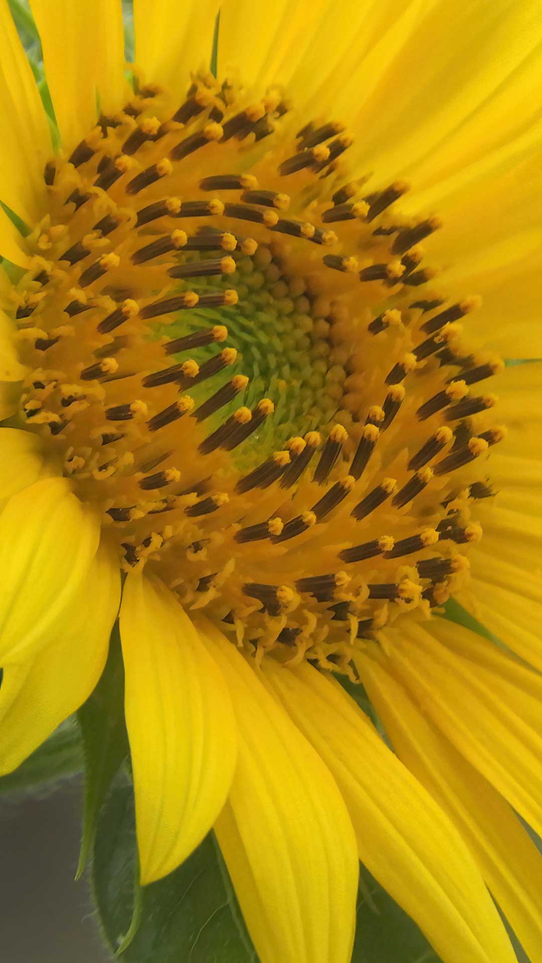 sunflower3