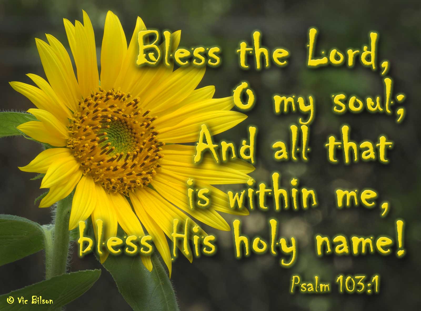 sunflowerblessthelord