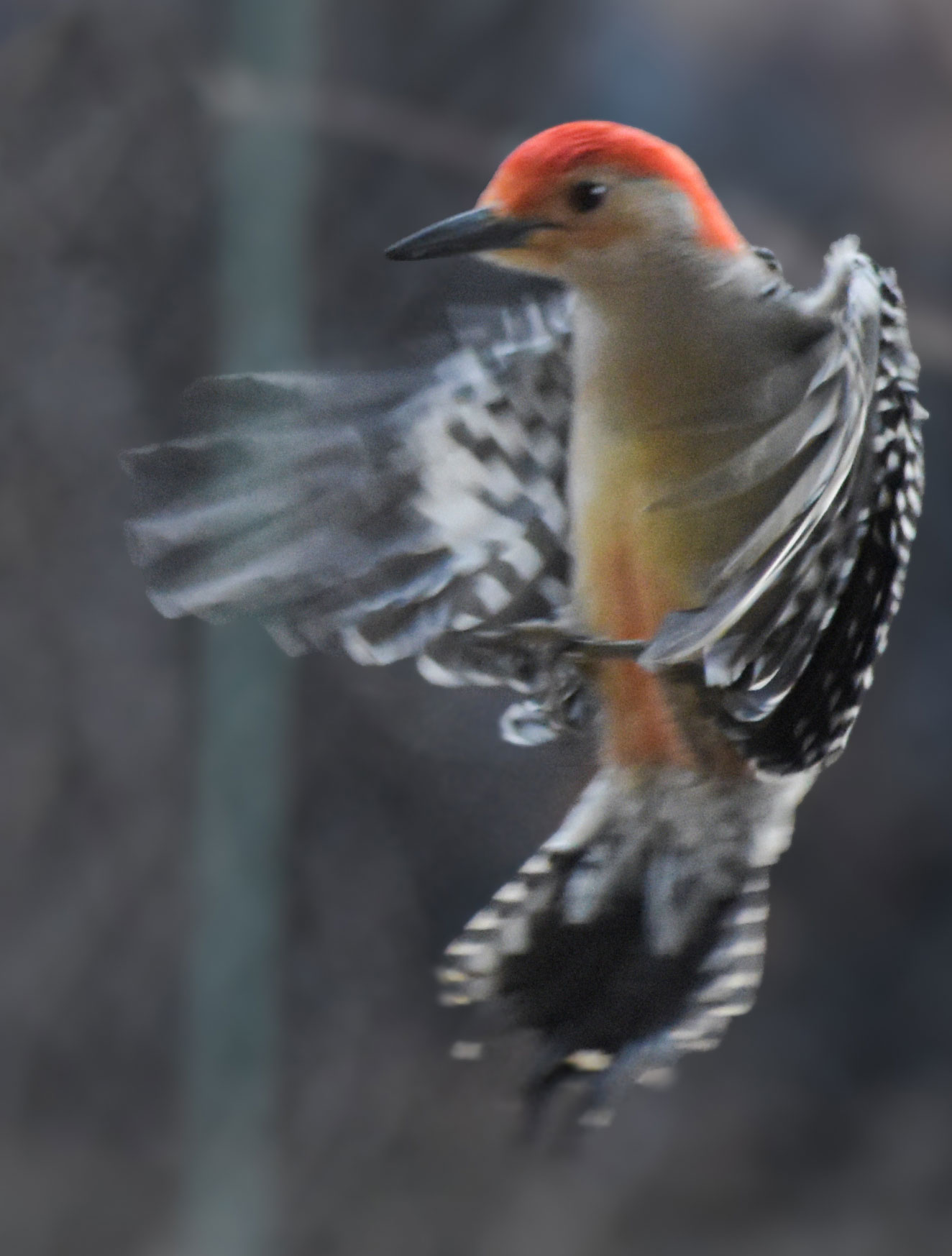 Red-bellied-Woodpecker7