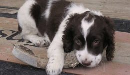 trixie-chewing