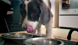 trixie-last-meal