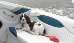 trixie-lounging-on-boat