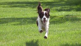 trixie-running-to-me2