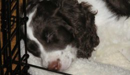 trixie-sleeping-in-crate