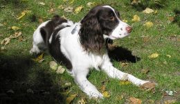 trixie15 (2)