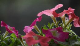 petunia19