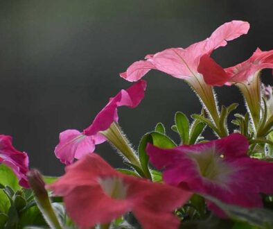 petunia19
