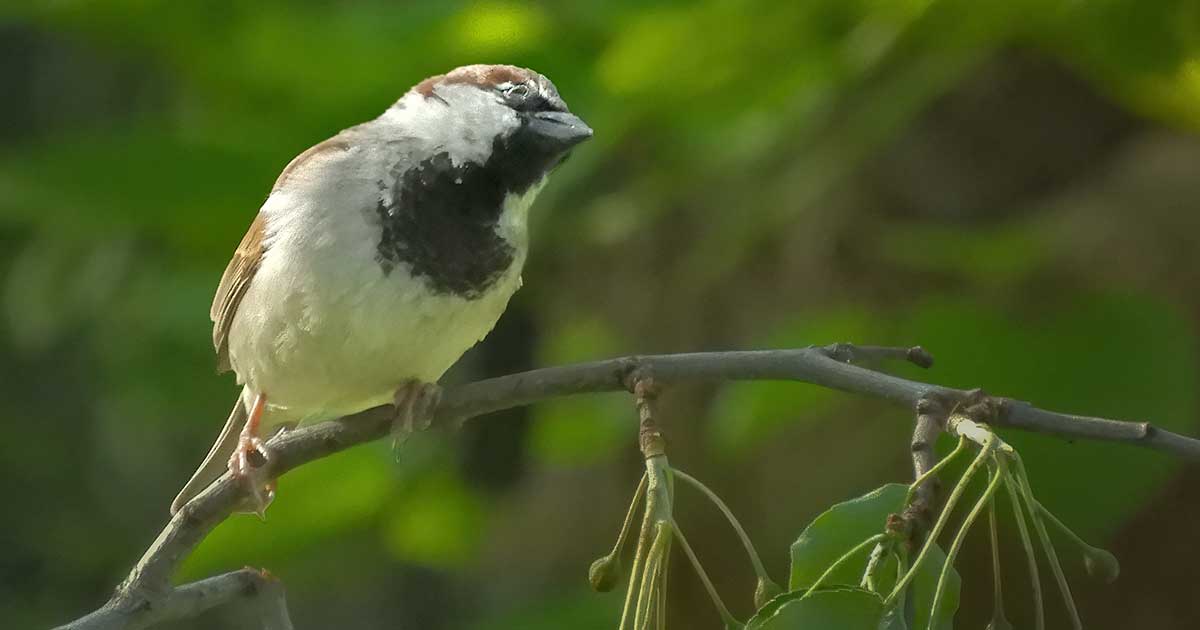 House-Sparrow21 House-Sparrow21
