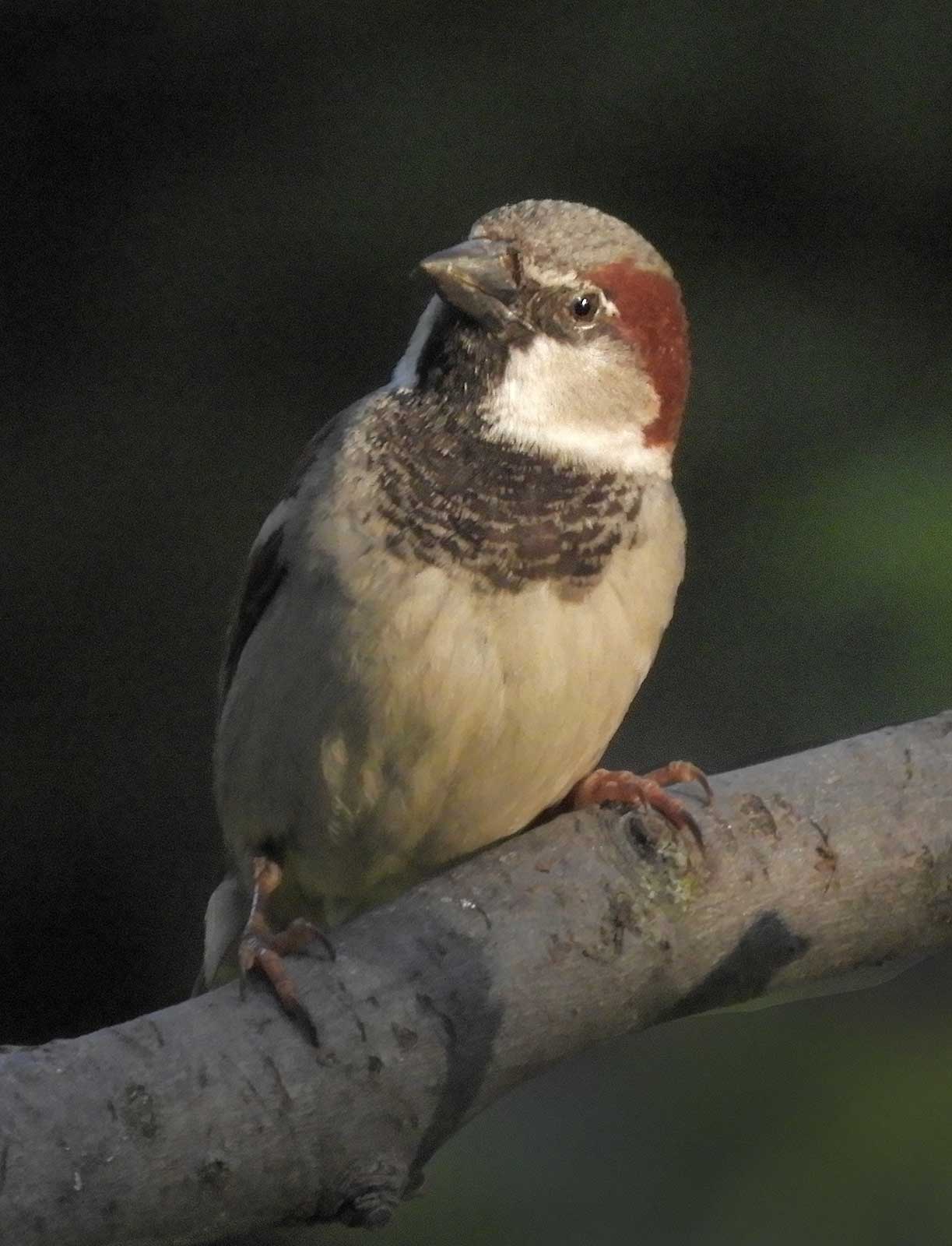 House-Sparrow22 House-Sparrow22
