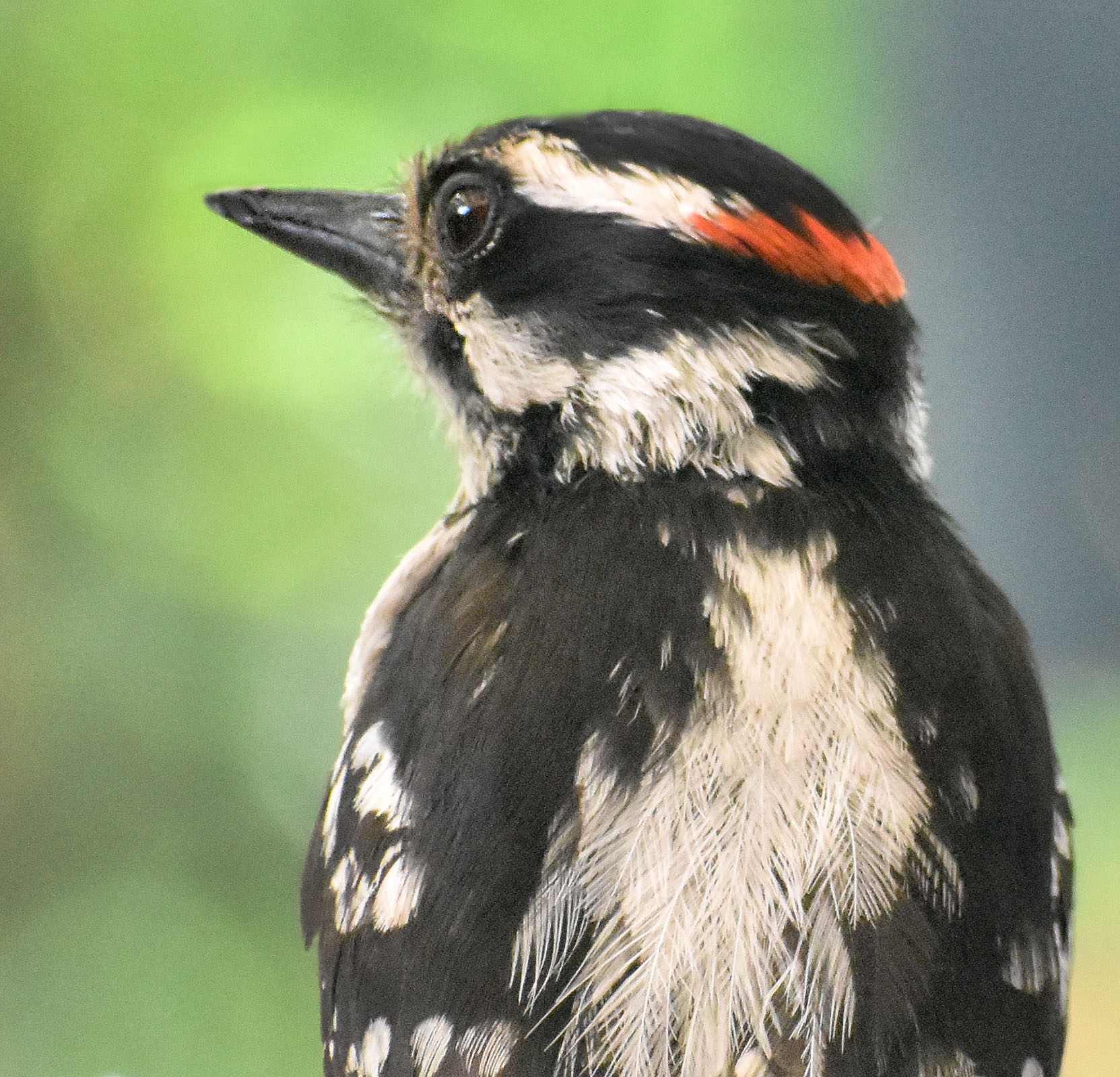 Downy Woodpecker