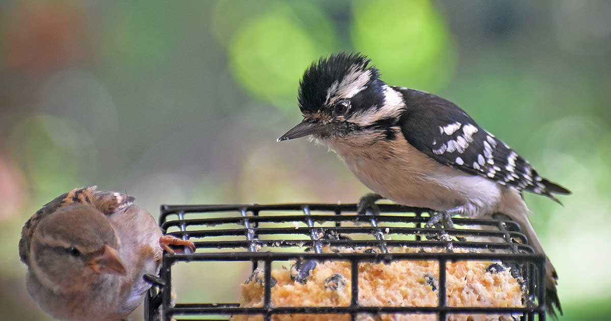 woodpecker34
