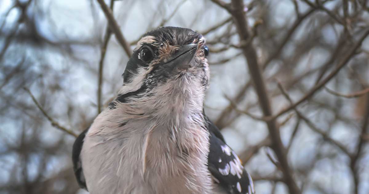 woodpecker35