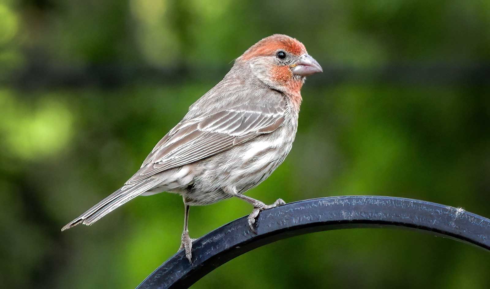 House-Finch27 House Finch
