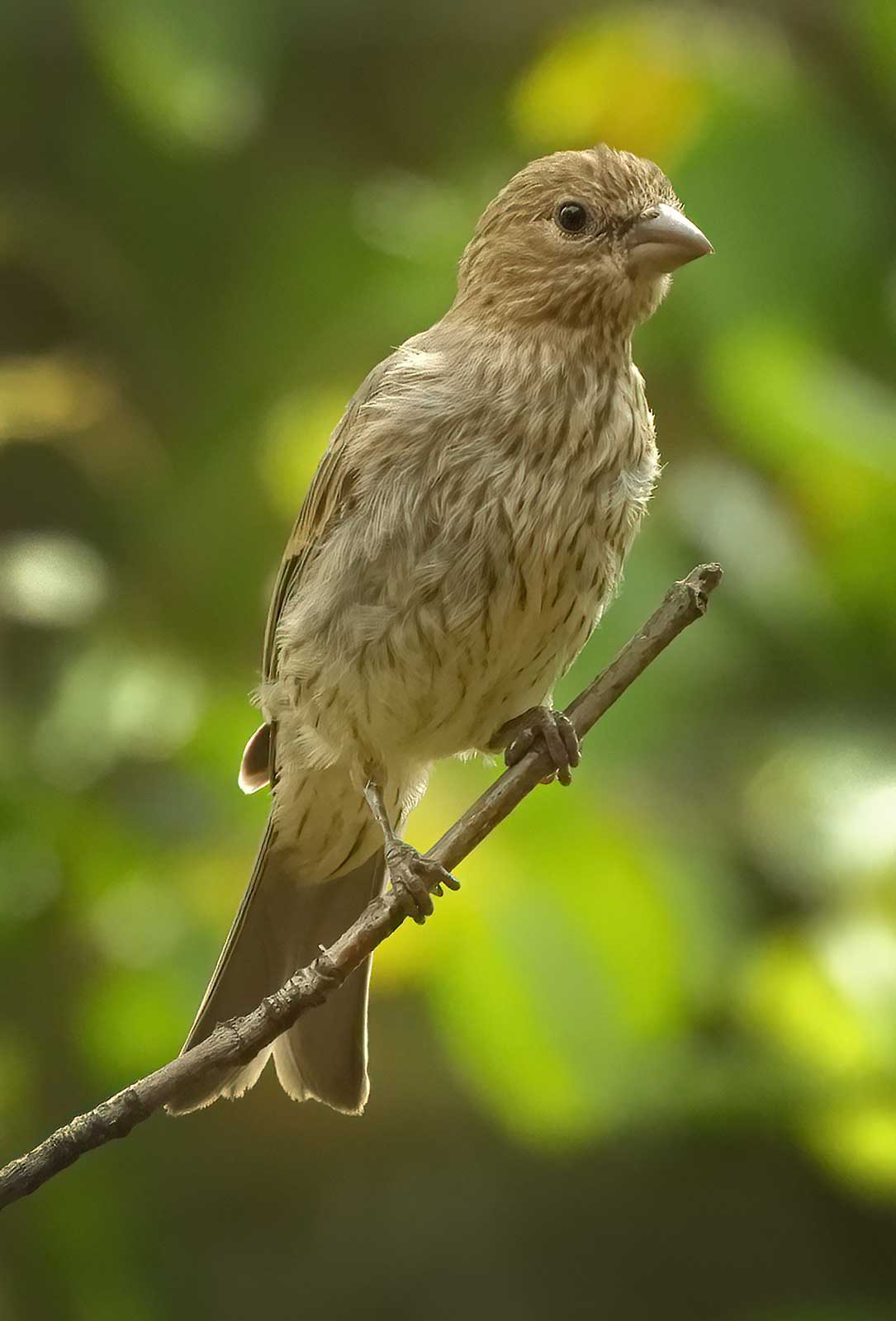 House Finch