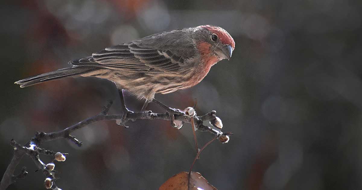 House-Finch31 House Finch