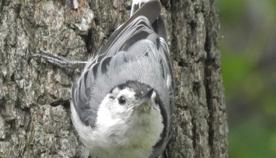 Black-capped Chickadee