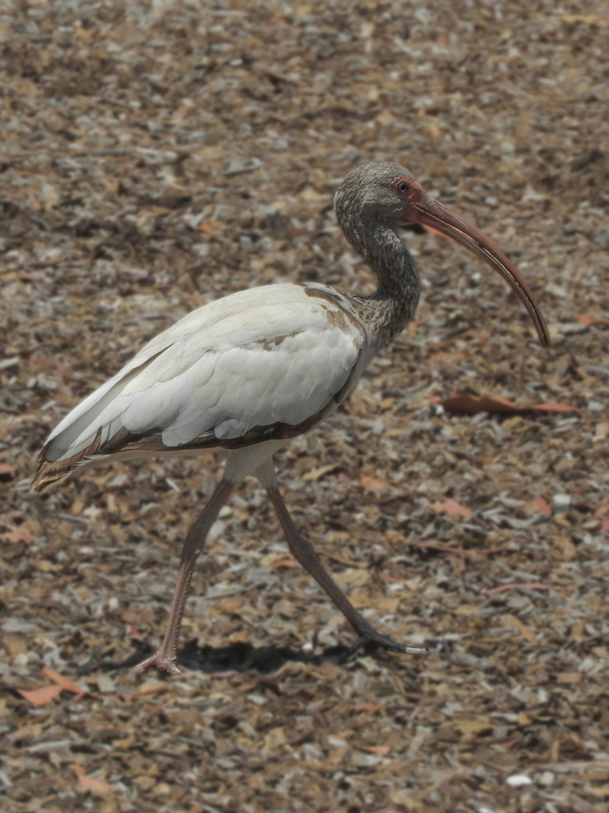 American White Ibis