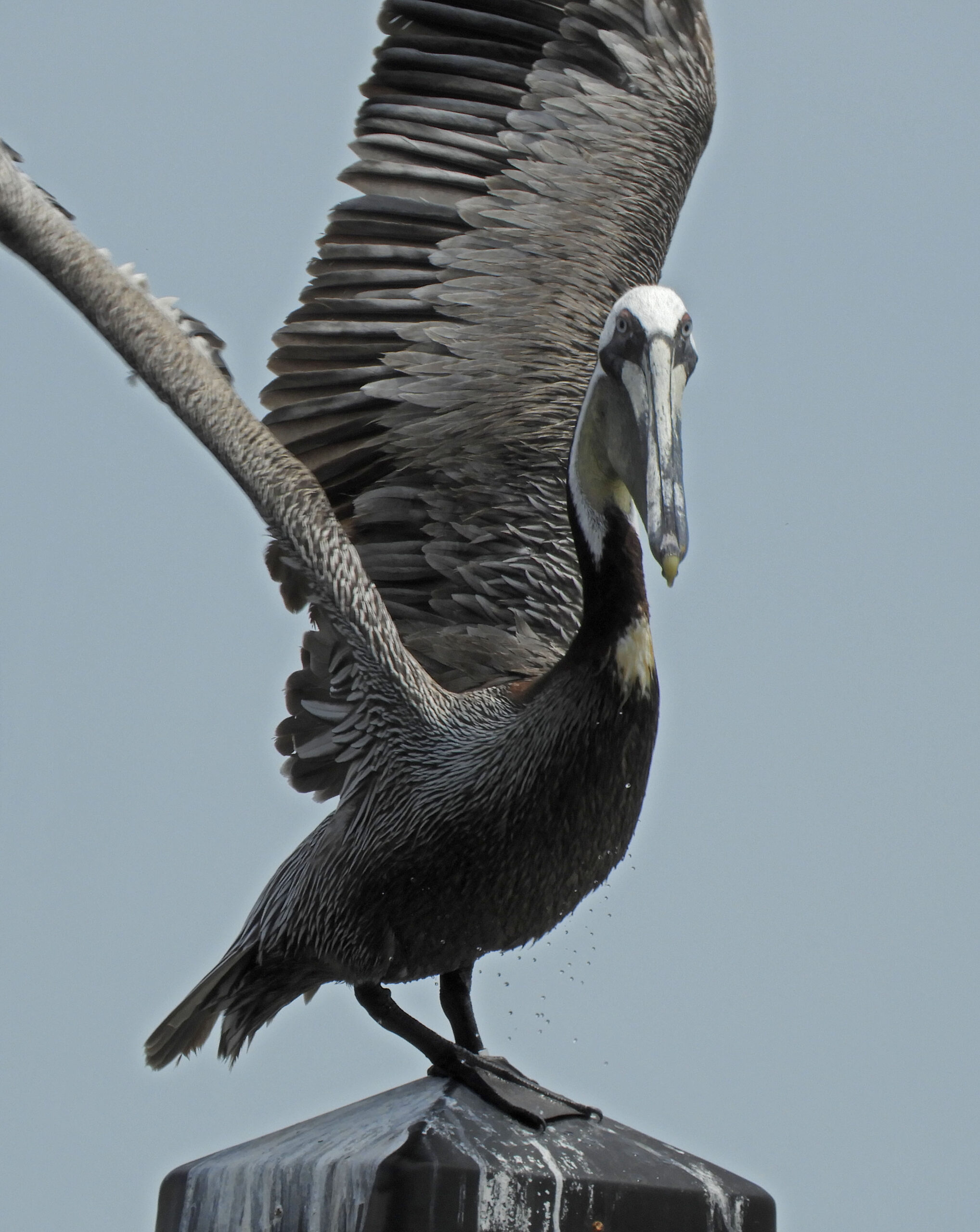 Brown Pelican2