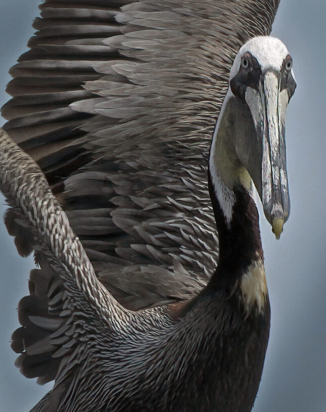 Brown Pelican