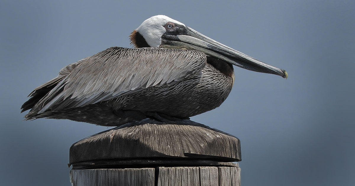 Brown Pelican