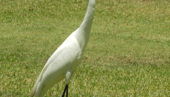Great Egret