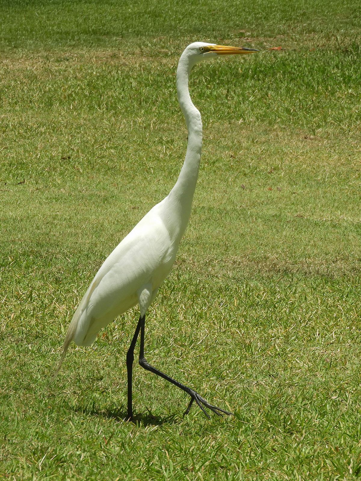 Great Egret