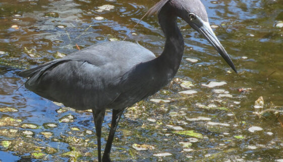 Little Blue Heron