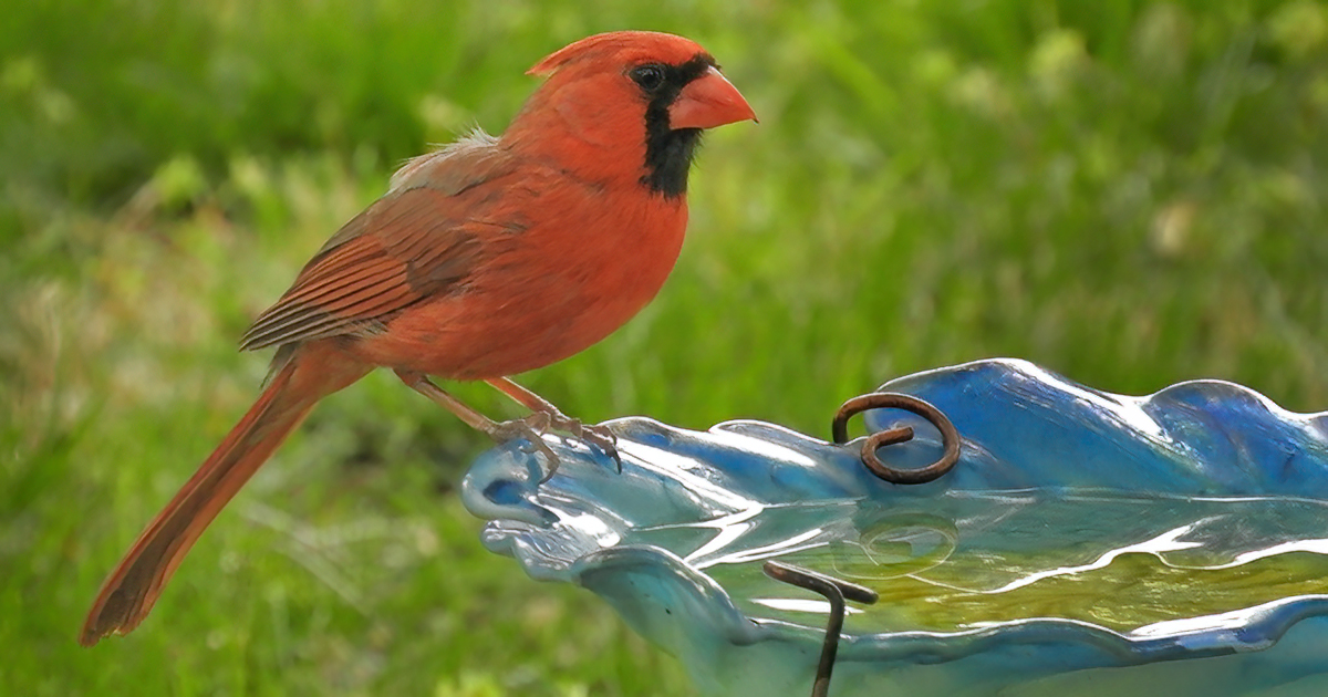 cardinal19 Northern Cardinal
