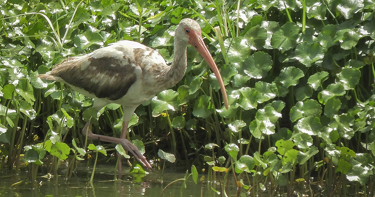 American-White-Ibis_2 American White Ibis